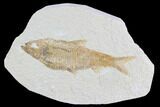 Detailed Fossil Fish (Knightia) - Wyoming #96100-1